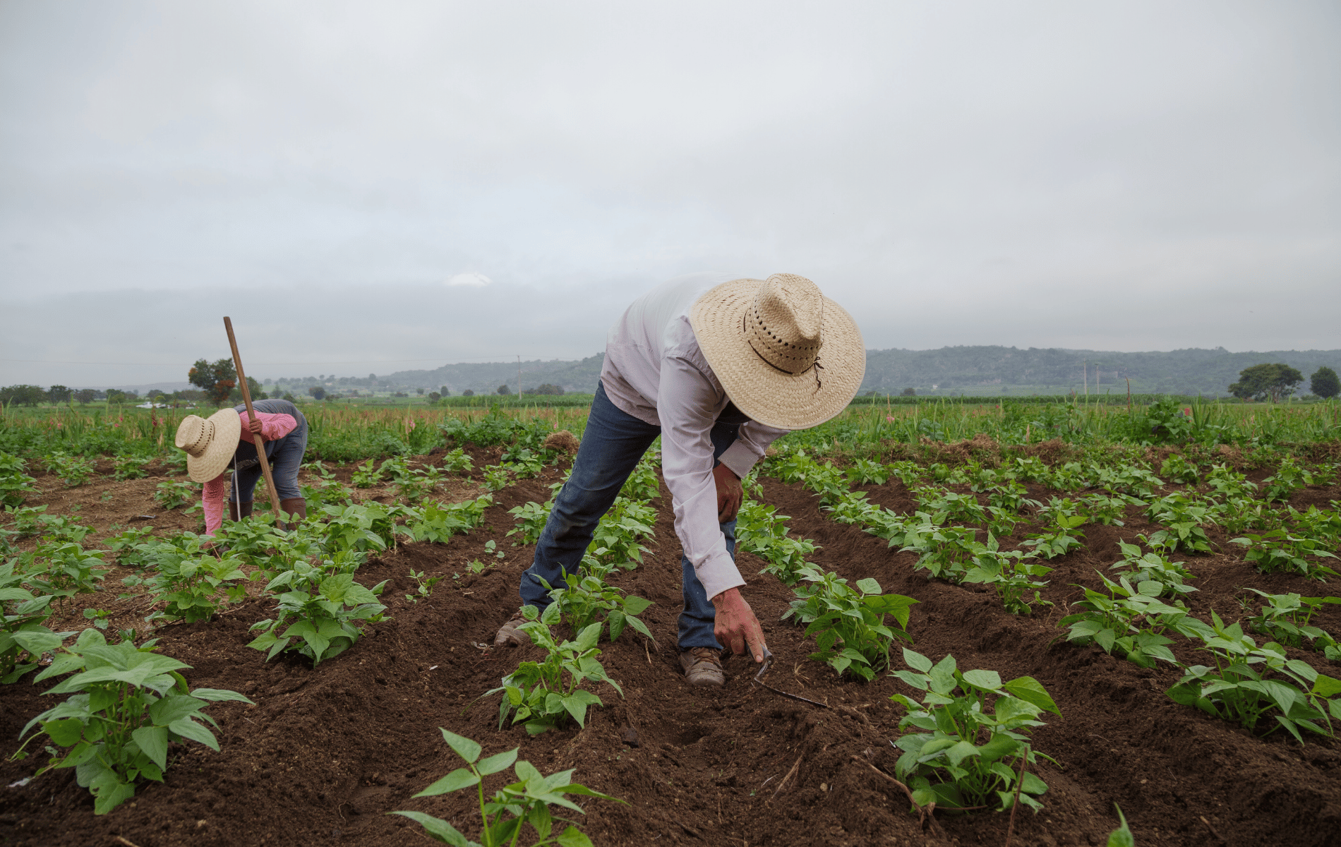 H2A farmers in field